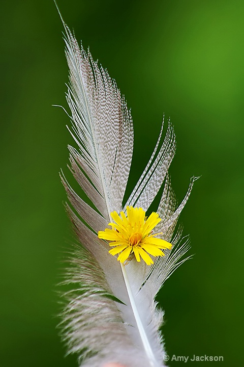 Feather & Flower