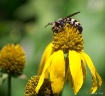 Bee Nice