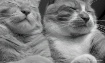 Sleep Better Toge...