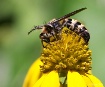 Bee Nice 2