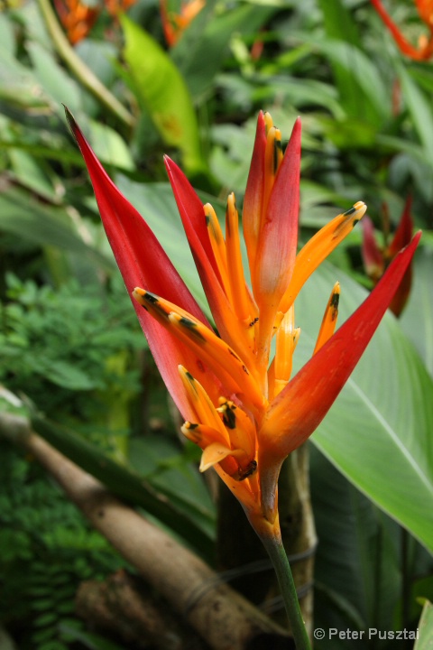 Bird of Paradise 