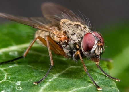 <b>Posing Fly 2</b>