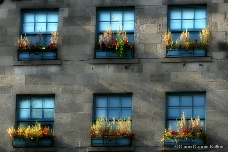 The Colors of Montreal #2