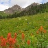 © Phil Burdick PhotoID # 6842818: yankee boy bouquet