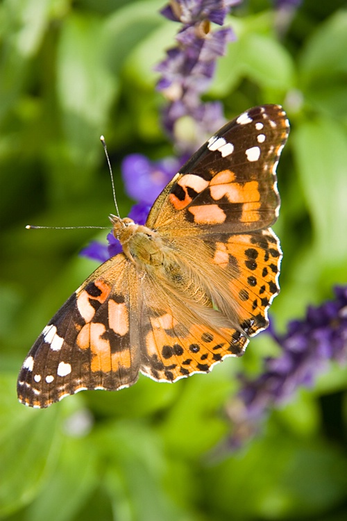 Painted Lady: before and after.