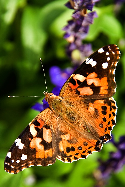 Painted Lady