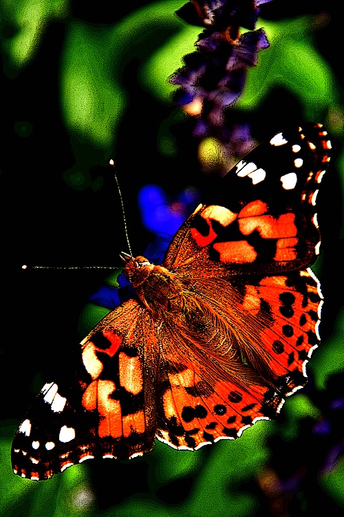 3-D Butterfly