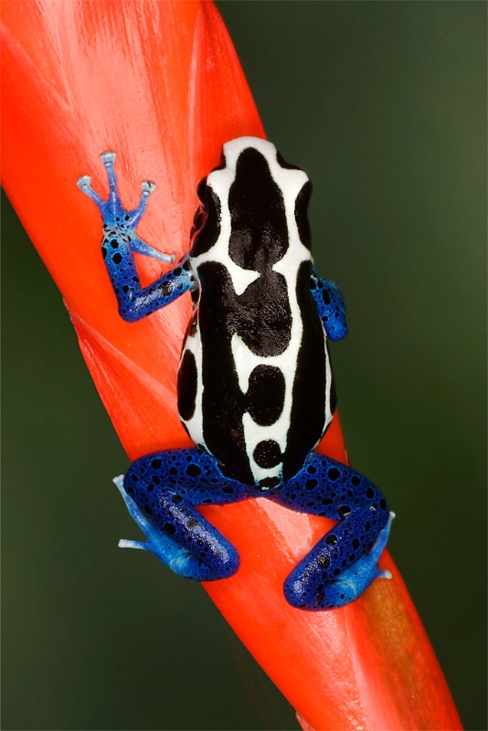 Oyapock poison dart frog (Dendrobates tinctorius)