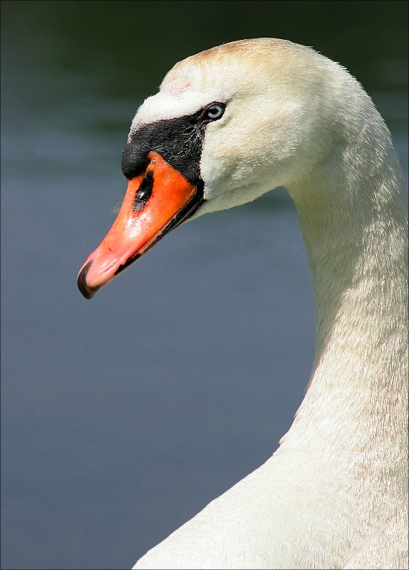 Swan Profile