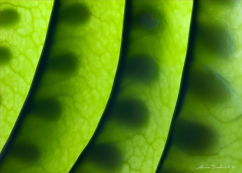 Snow Peas