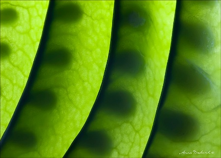 Snow Peas