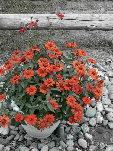 potted flowers