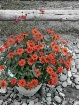 potted flowers
