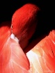 Flamingo Dreams