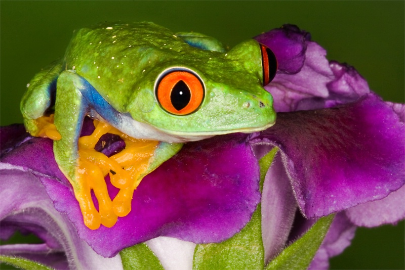 Red-eyed Tree Frog (Agalychnis Callidryas)