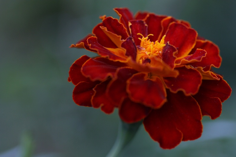 Marigold