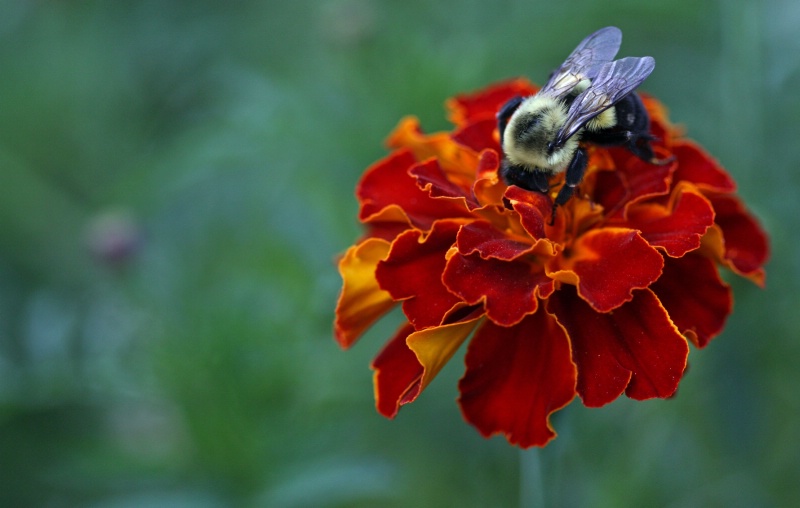 Marigold and Bee