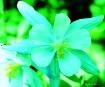 blue flower