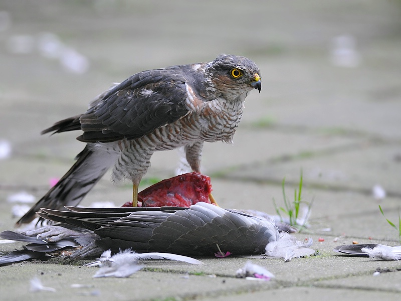 Sparrowhawk with prey