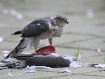Sparrowhawk with ...