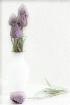 soft tulips