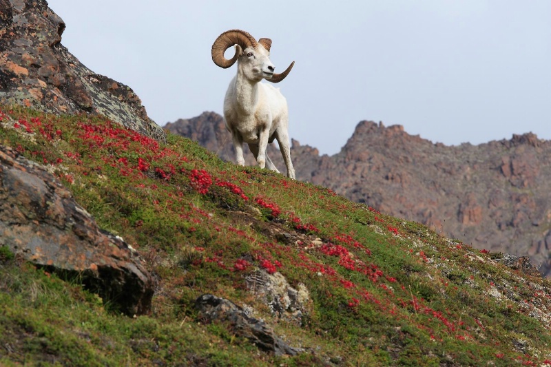 King of the mountain