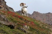 King of the mount...