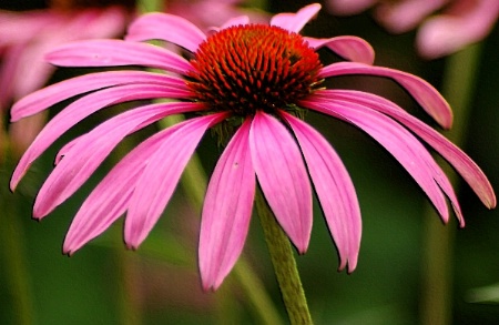 Pink Cone Flower