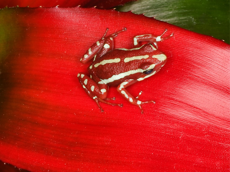 Tricolor dart frog (Epipedobates tricolor)