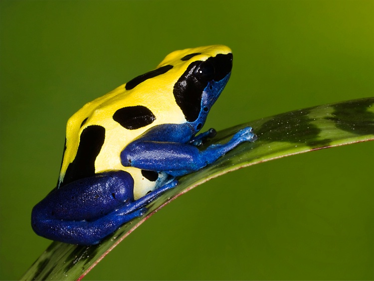 Citronella frog (Dendrobates tinctorius)