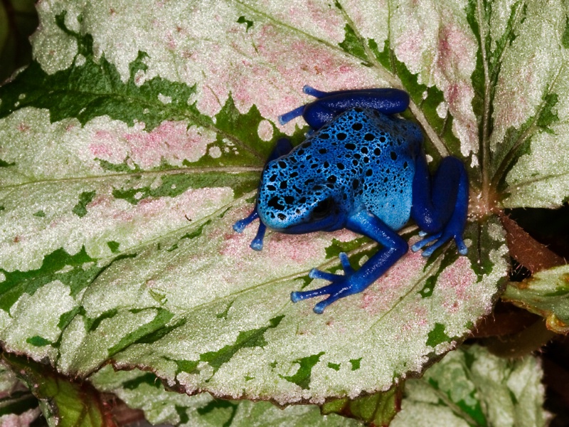 Poison dart frog (Dendrobates azureus)