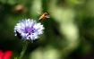 nature's heli...