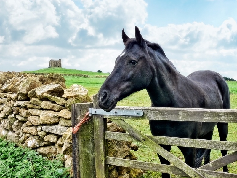 Friendly Neighbours ~ Abbotsbury,  Dorset