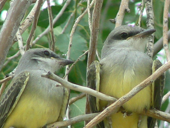 young medowlarks