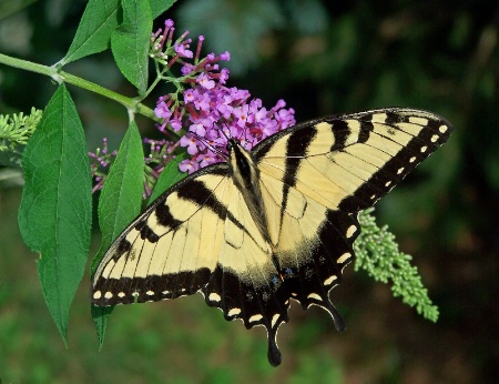 Tiger Swallowtail