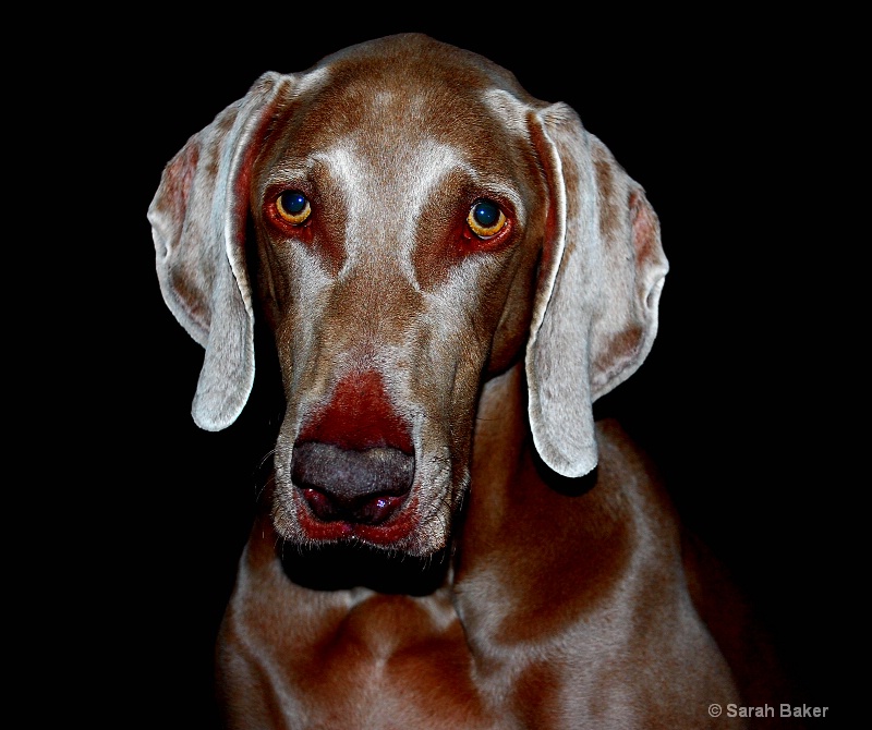 Broady's portrait