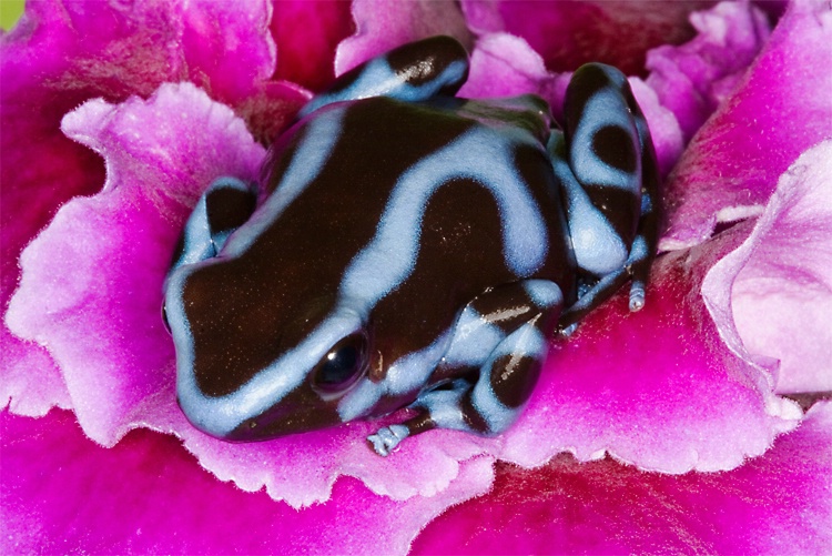 Costa Rican Green and Black (Dendrobates auratus)