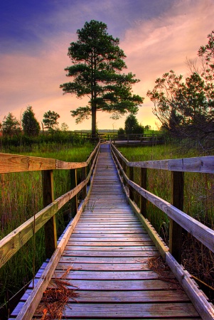 Wetland Walkway