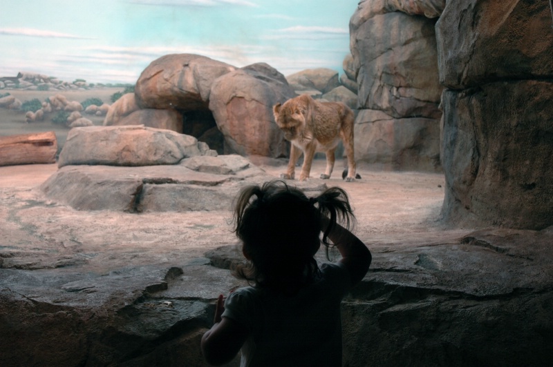 Meeting the Lion