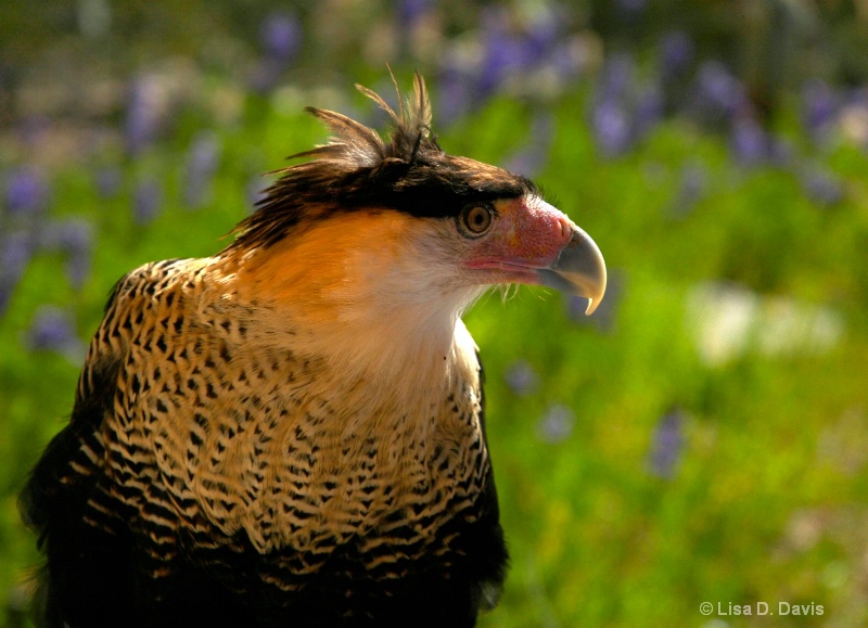 Southwestern Falcon