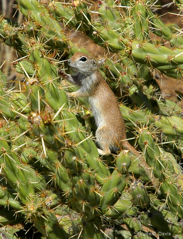 Roundtail Squirrel