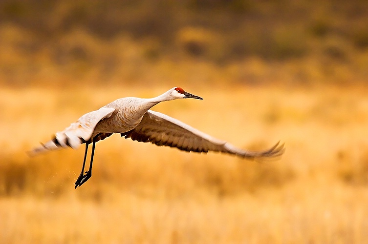 Sandhill Crane