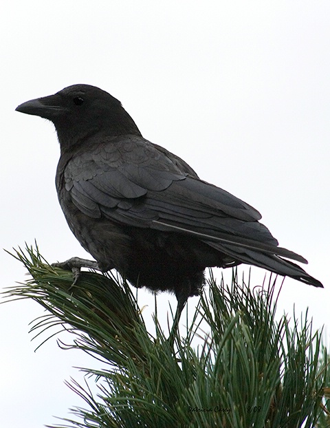 Crow in the Pine - ID: 6861318 © Patricia A. Casey