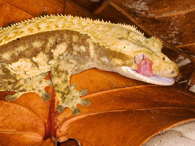 Crested gecko (Rhacodactylus ciliatus)