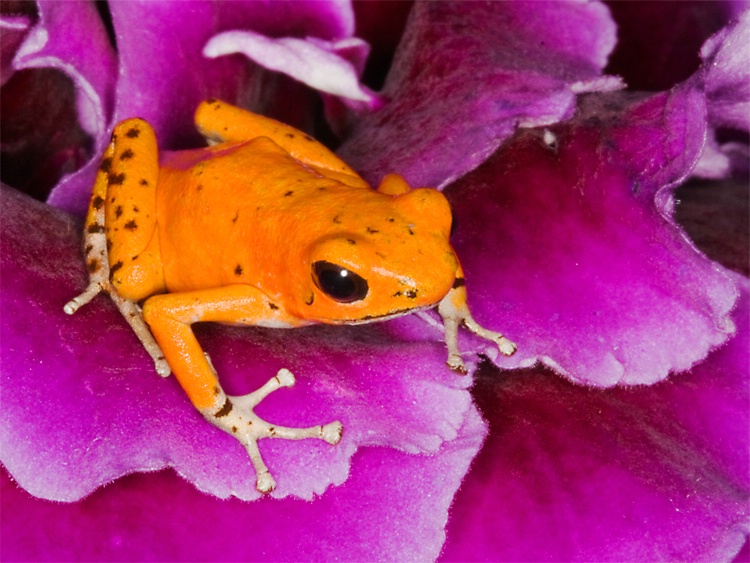 Strawberry Poison Dart Frog (Oophaga pumilio)