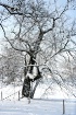 Country Winter 1
