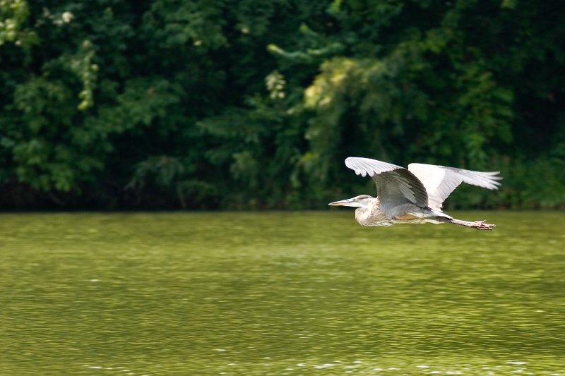 Great Blue in Flight