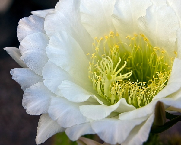 Organ Pipe Catus Bloom