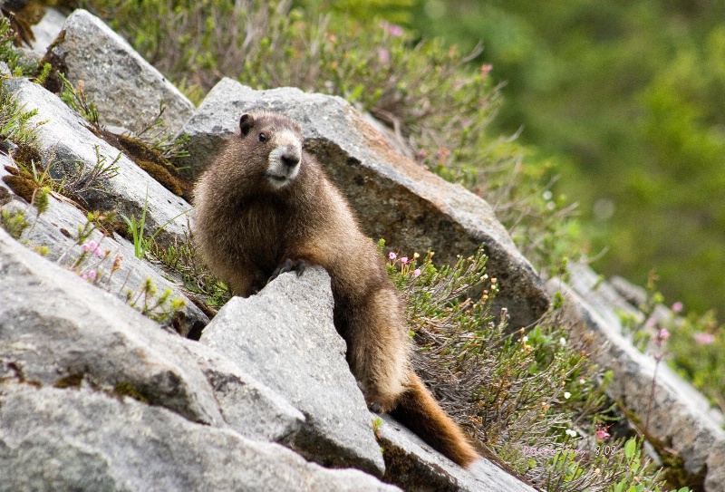 Going to Higher Ground - Marmot - ID: 6869082 © Patricia A. Casey