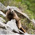 © Patricia A. Casey PhotoID # 6869082: Going to Higher Ground - Marmot